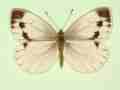 Pieris napi female (aberrant form confluens) (Internet Image property of respective owner, non-commercial use only)